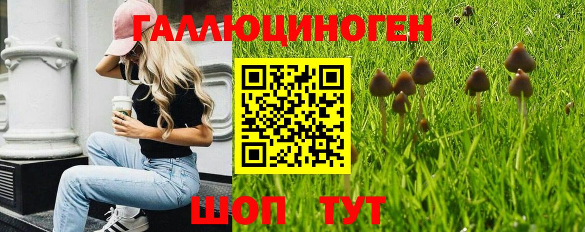Псилоцибиновые грибы Psilocybe Курган