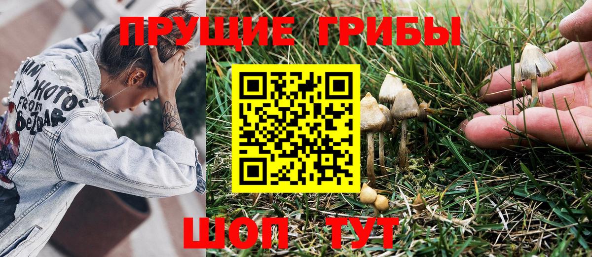 Курган  Галлюциногенные грибы Psilocybine cubensis  Вход с VPN 